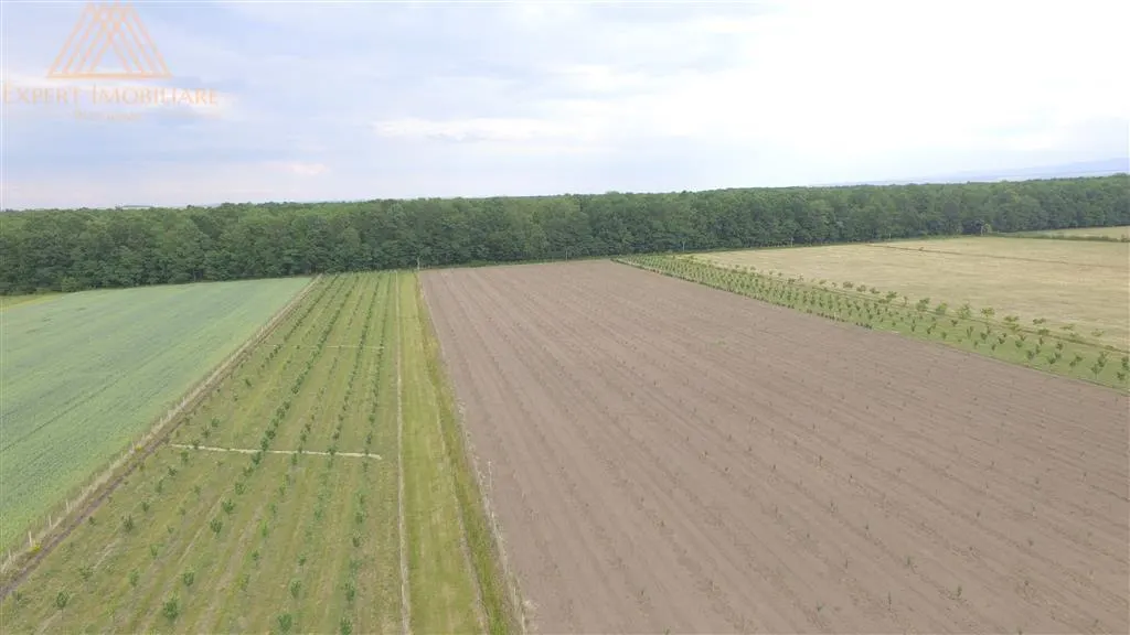 Teren extravilan comasat 9 hectare cu plantatie  3 Euro pe m2 Suceava - foto 7