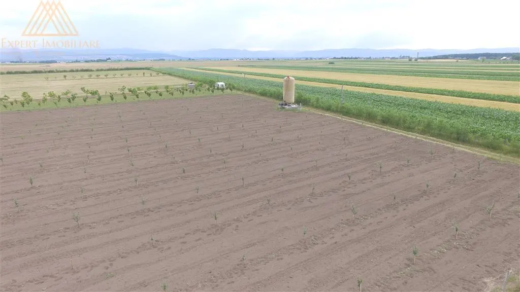 Teren extravilan comasat 9 hectare cu plantatie  3 Euro pe m2 Suceava - foto 9