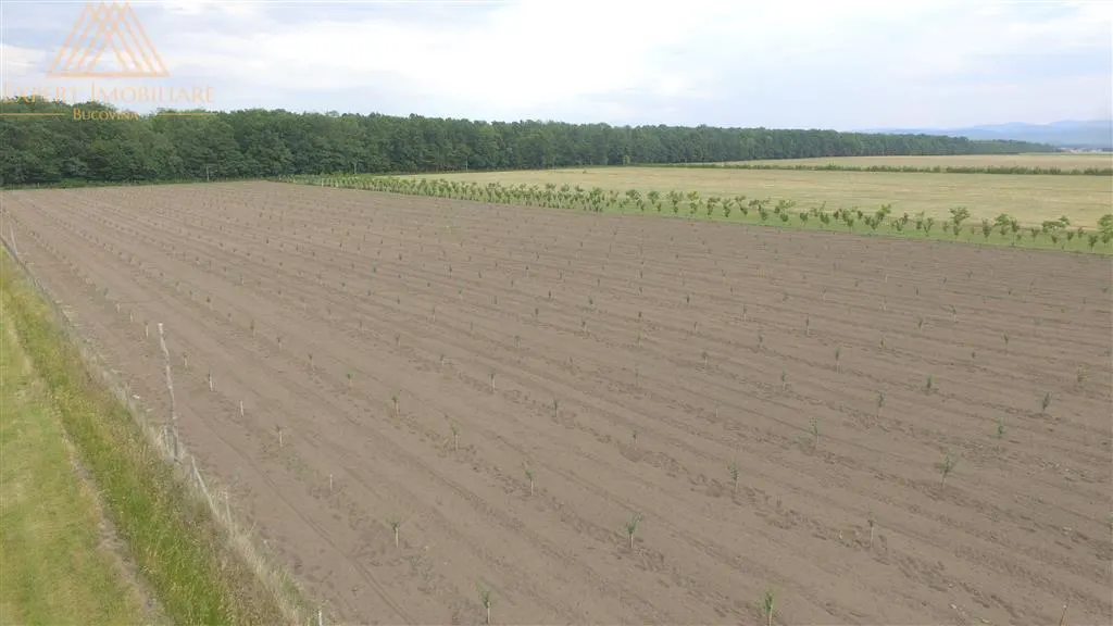 Teren extravilan comasat 9 hectare cu plantatie  3 Euro pe m2 Suceava - foto 10