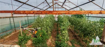 Ferma 3,3ha, din care 2,5ha intravilan, vila 7 camere, D+P+E+M, casa pentru muncitori, grajd animale, livada, culturi porumb si grau, PODISOR/GIURGIU - foto 14