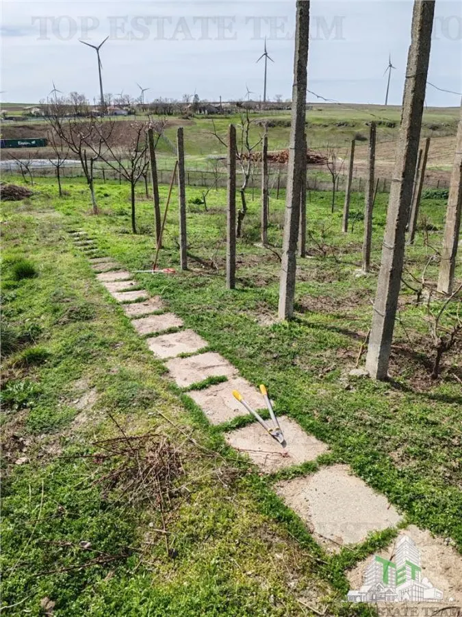 Colt de rai la tara doua case renovate cu baie, livada si vita de vie - foto 5