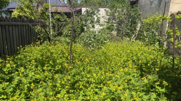 Casă 5 camere Ploiești - poza 13