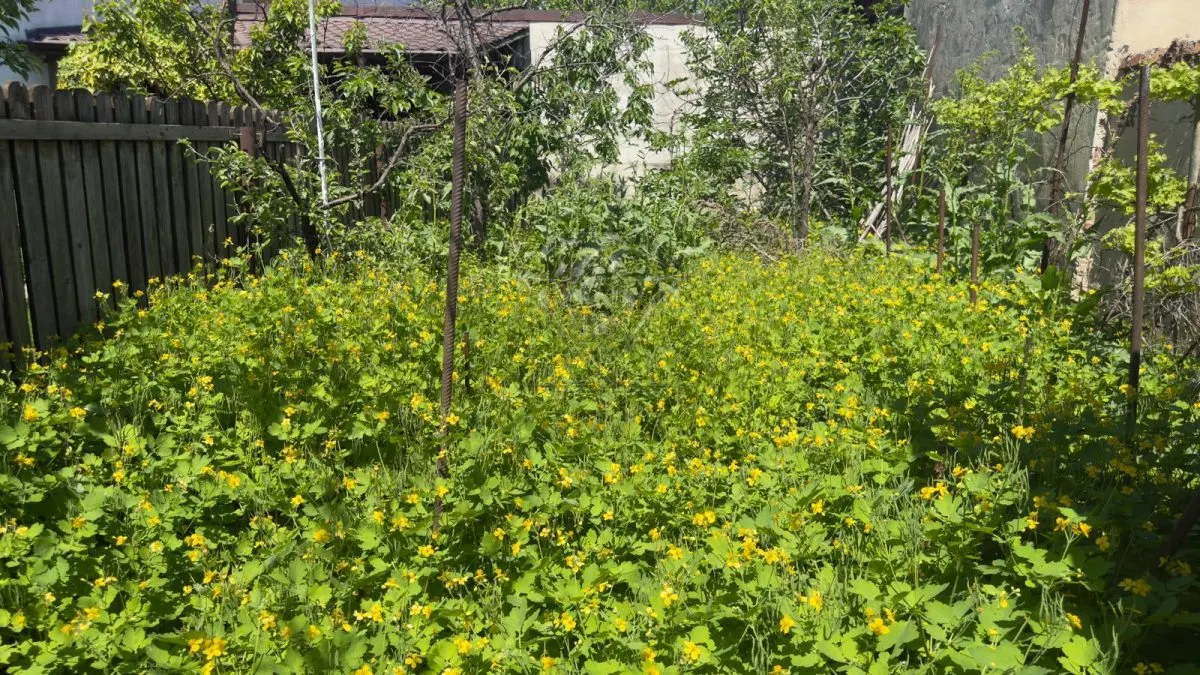 Casa 5 camere, caramida, garaj, pivnita â€” Cantacuzino, Ploiesti - foto 25