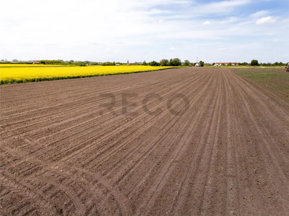 RECO Teren intravilan in Bors 13400 mp front 50 ml - foto 6