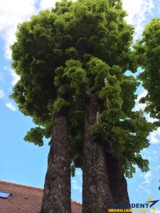 Complex Gastronomic:Afacere la cheie, Restaurant traditional secuiesc+terasa evenimente+carmangerie+ magazin+A - foto 15