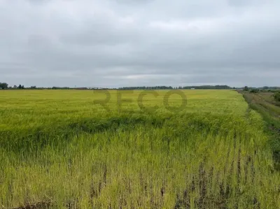 RECO teren extravilan 6400 mp cu dubla deschidere la strada - acces din Dex 16  si Episcopia - foto 2