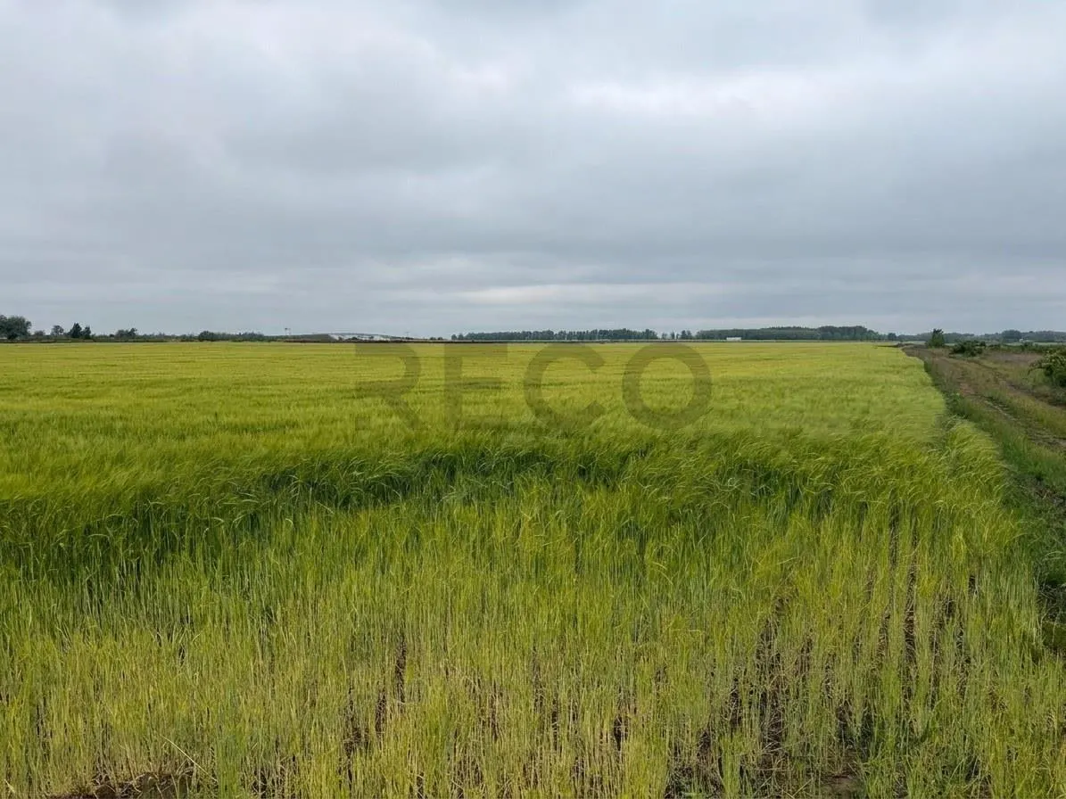 RECO teren extravilan 6400 mp cu dubla deschidere la strada - acces din Dex 16  si Episcopia - foto 2