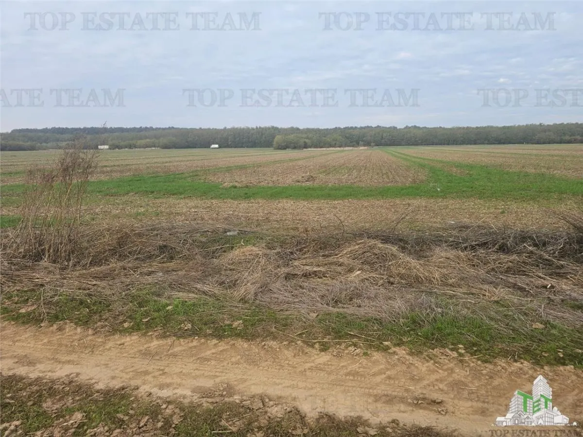Teren 7500mp in liziera padurii in Dragomiresti-Deal - foto 3