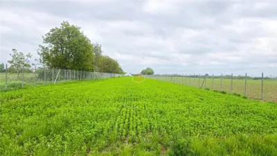 Teren 3.600 mÂ² in Odoreu | 7 km de Satu Mare | 160 m de Principala - foto 9