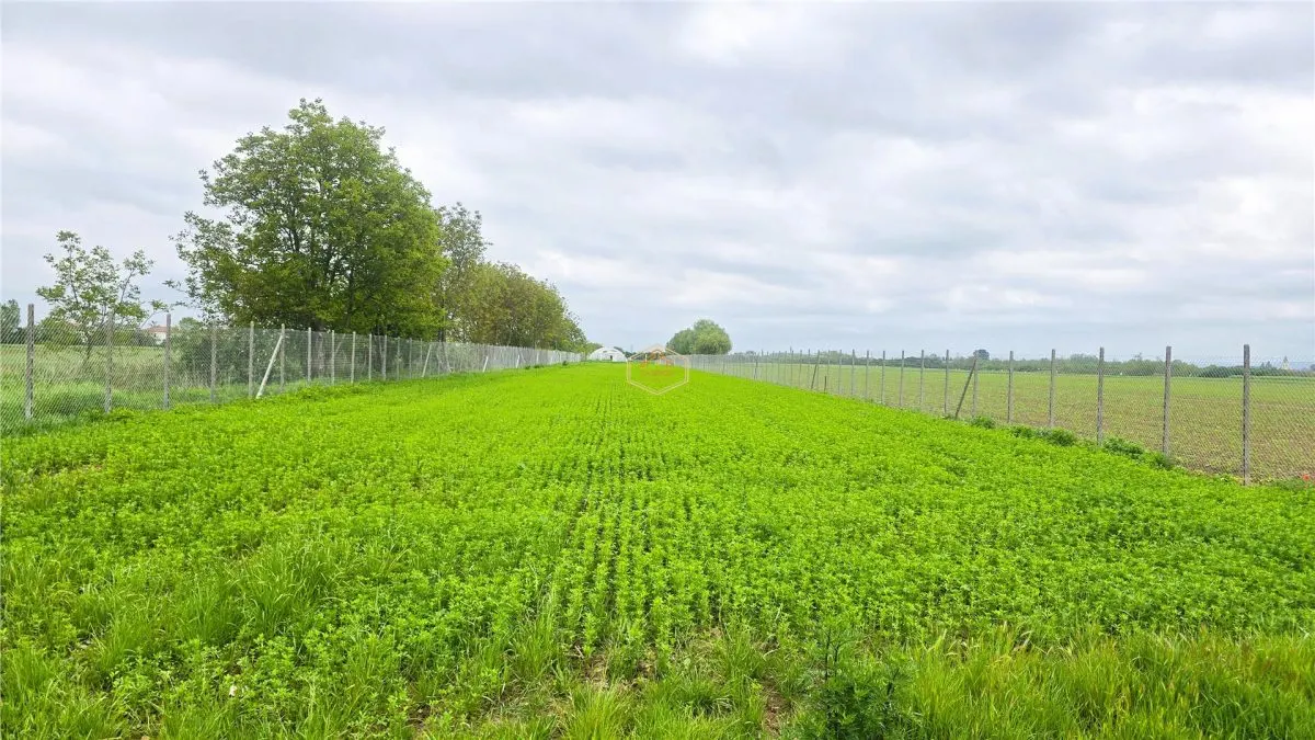 Teren 3.600 mÂ² in Odoreu | 7 km de Satu Mare | 160 m de Principala - foto 9