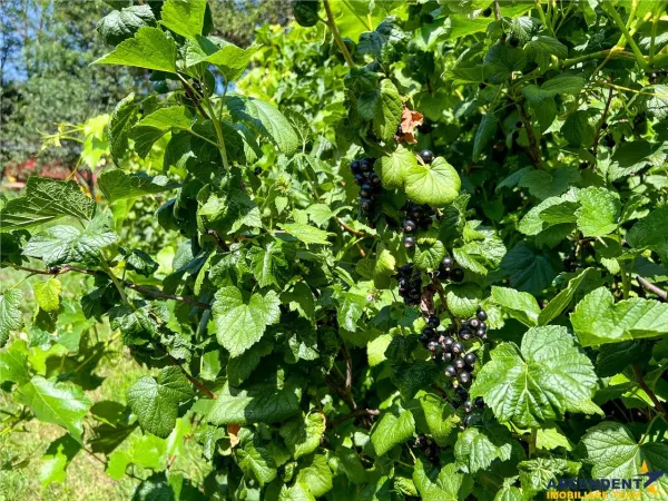 Casă 5 camere Ilieni - poza 23