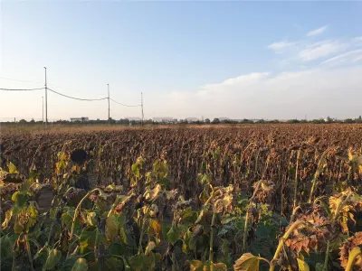 RECO Teren intravilan zona Borsului - foto 14