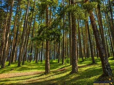 Incantator parc privat, 1.500mp: casa/ pensiune/ refugiu montan, Sacele, Brasov - foto 4