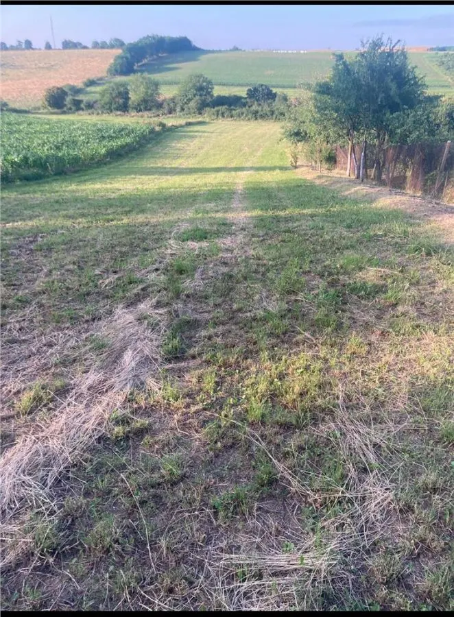 Reco  Casa cu teren 5800 mp in Ghenetea la strada asfaltata recent - foto 3