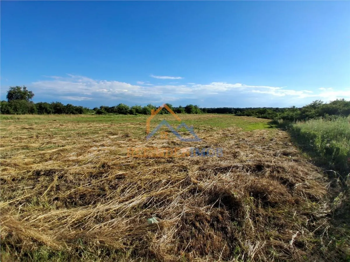 Teren 10000 mp intravilan - agricol / Giurgiu / Oportunitate investitie - foto 3