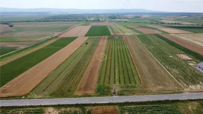 Teren intravilan cu plantatie | Posibilitate de parcelare - foto 2