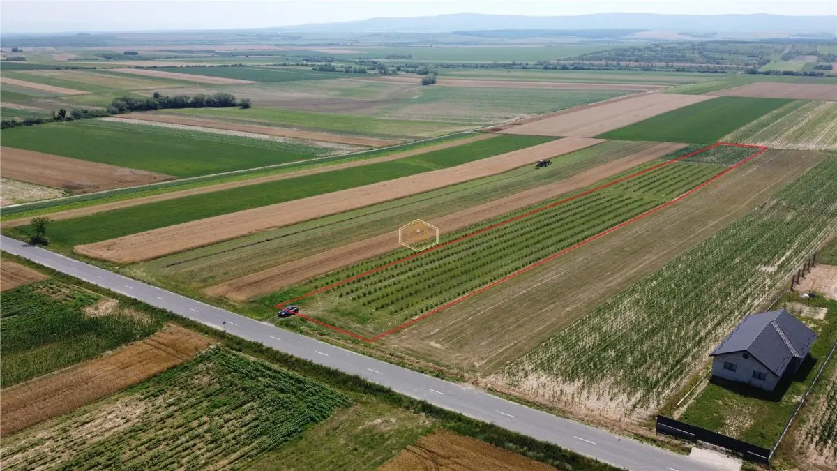 Teren intravilan cu plantatie | Posibilitate de parcelare - foto 3