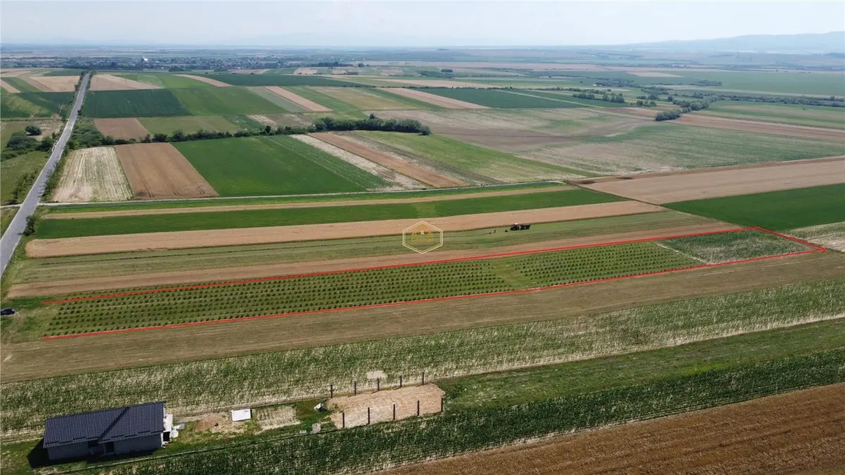 Teren intravilan cu plantatie | Posibilitate de parcelare - foto 4