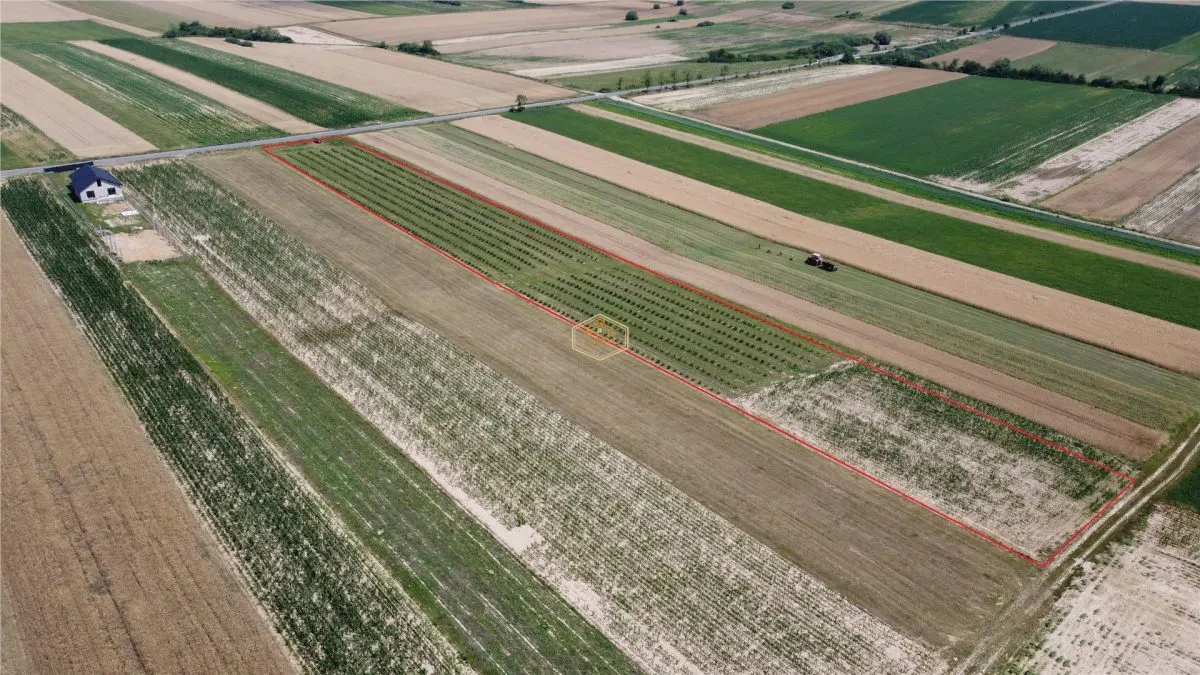 Teren intravilan cu plantatie | Posibilitate de parcelare - foto 5