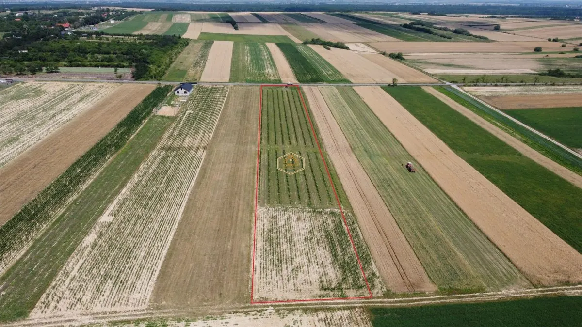 Teren intravilan cu plantatie | Posibilitate de parcelare - foto 6