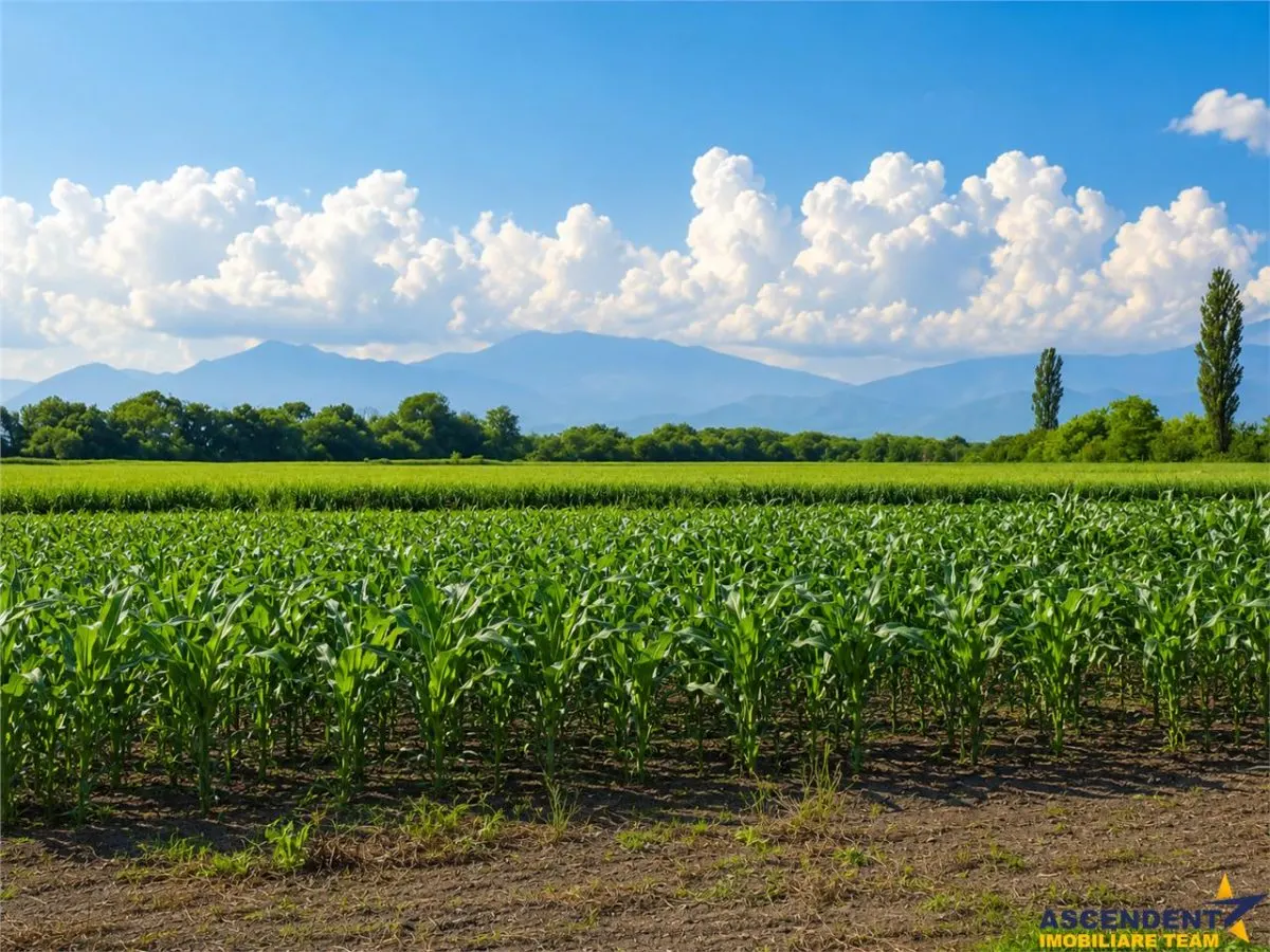 Teren intravilan 10.000 mp, parcelabil, plan, acces asfaltat, Bod, Brasov - foto 9