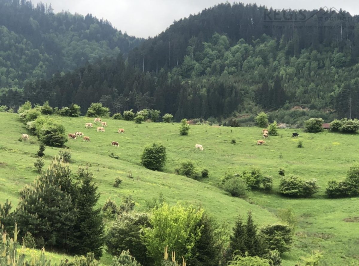 Apartament in natura, zona nepoluata,  Coasta Vie Sacele Cernatu - foto 20