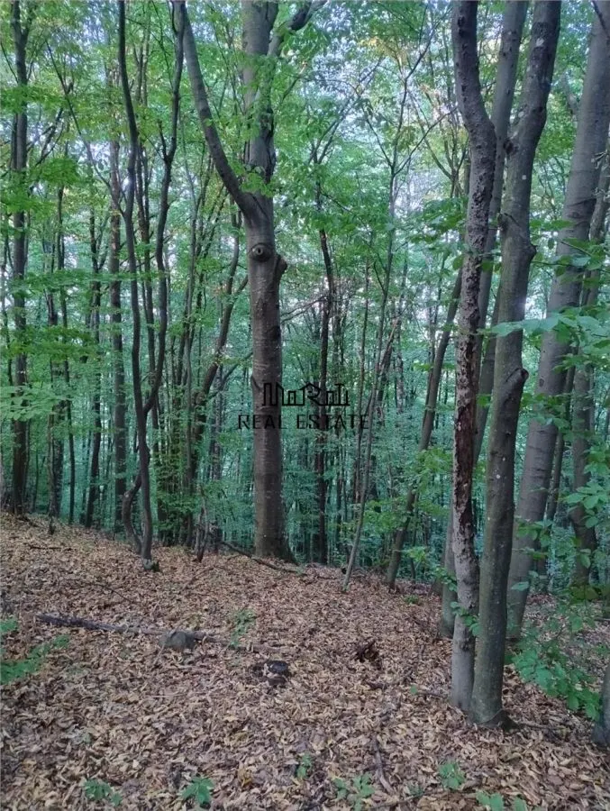 Padure de Fag 2 hectare - foto 1