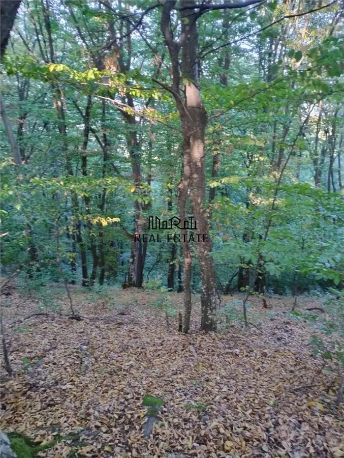 Padure de Fag 2 hectare - foto 4