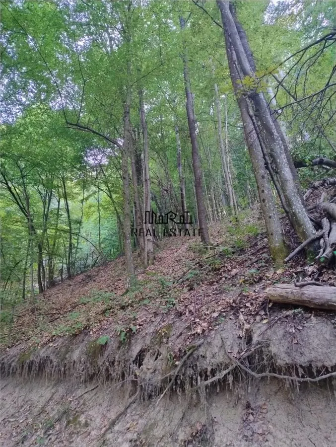 Padure de Fag 2 hectare - foto 6