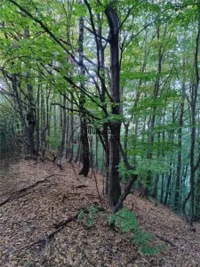 Padure de Fag 2 hectare - foto 7