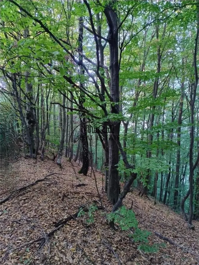 Padure de Fag 2 hectare - foto 7
