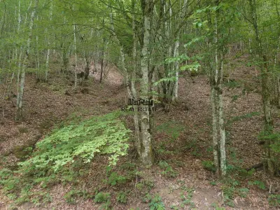 Teren cu Padure in Bulzestii de Sus 4200mp - foto 2