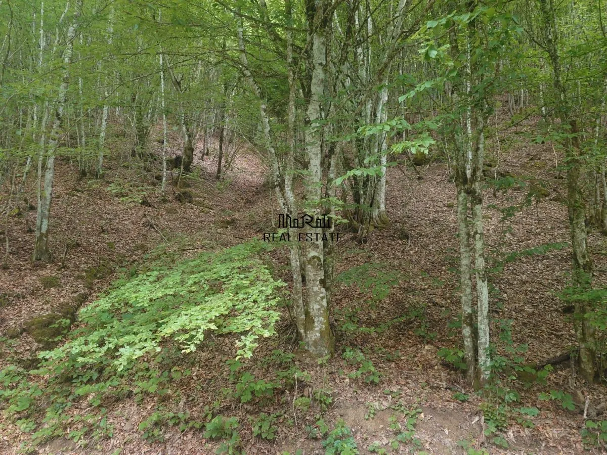 Teren cu Padure in Bulzestii de Sus 4200mp - foto 2
