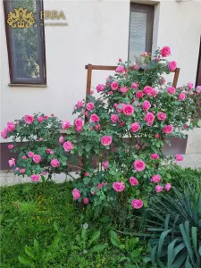 Casuta de la Snagov! - foto 20