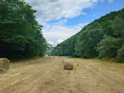 Un colt de natura intre padure si parau - Podele