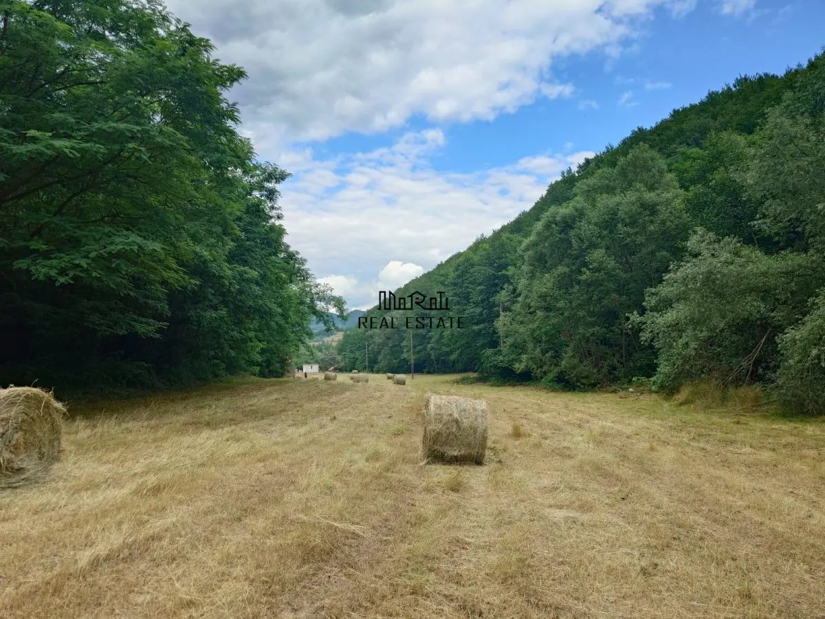 Un colt de natura intre padure si parau - foto 1
