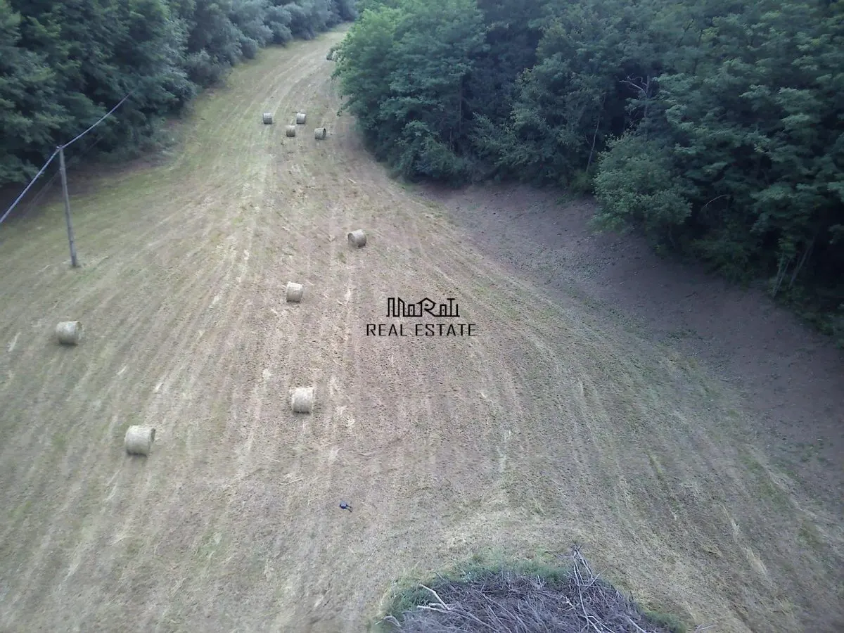 Un colt de natura intre padure si parau - foto 13
