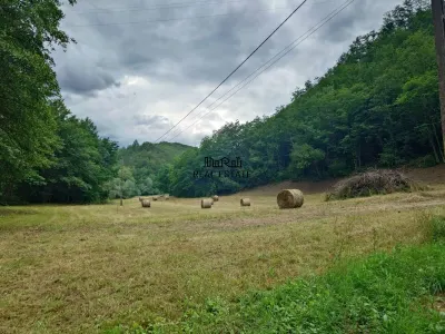 Un colt de natura intre padure si parau - foto 6