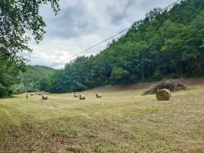 Un colt de natura intre padure si parau - foto 7