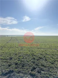 Teren Intravilan,  3 Loturi de 700 mp, Aproape de Lac - Techirghiol - foto 4