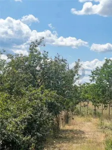 RECO, Casa la tara, Posoloaca, Zona Tileagd - foto 4