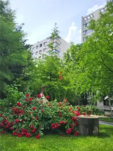 BABA NOVAC- FIX LANGA PARC / CHIRIE-2 CAMERE STRADAL CU TERASA - foto 3