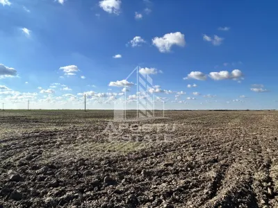 Teren 98.503 mp, de vanzare,  ideal parc fotovoltaic, Peciu Nou. - Peciu Nou