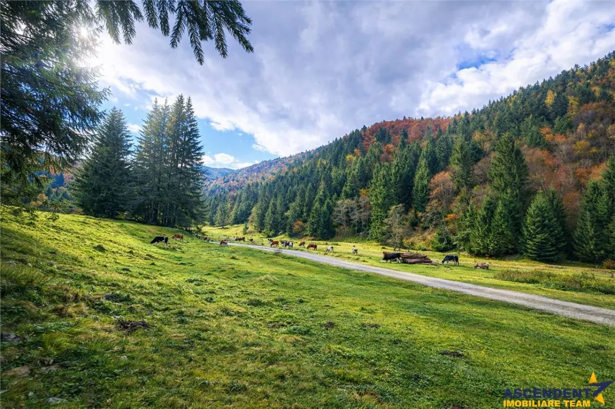 Teren intravilan panoramic 4.600 mp, view iconic Piatra Craiului, oportunitate Premium - foto 5