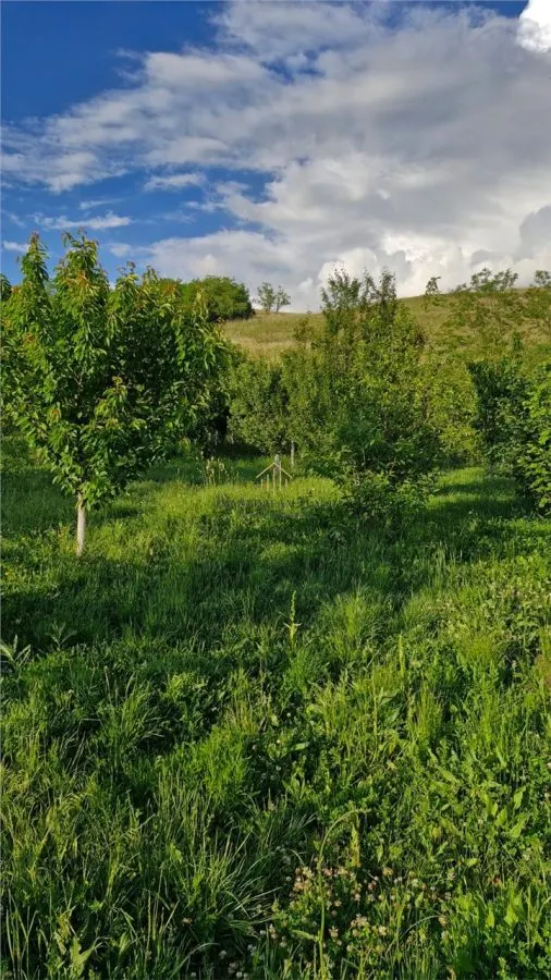Casa de vanzare in Moristi - foto 12