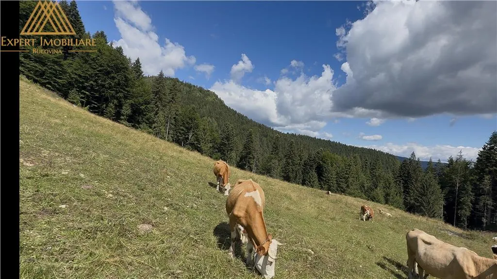 Teren 5ha in Munții Rarau - foto 13