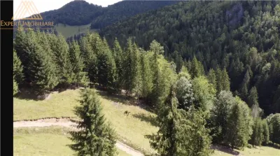 Teren 5ha in Munții Rarau - foto 3