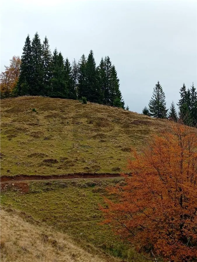 RECO Teren extravilan la Cresuia, Stana de Vale - foto 12