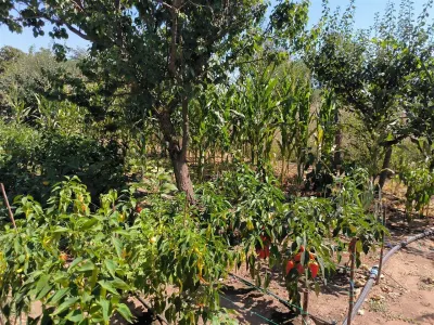 Casa de vanzare in sat Novaci â€“ teren de p865 mp, acces asfaltat,Ocazie! - foto 12