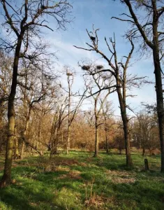 20 Ha Padure stejar la 10 km de Pitești - foto 1